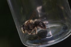 Anthophora aestivalis