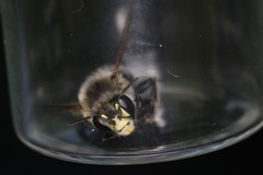 Anthophora aestivalis
