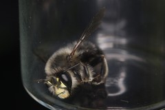 Anthophora aestivalis