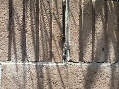 Apis mellifera