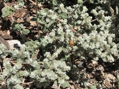 Apis mellifera
