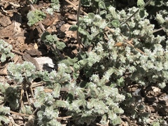 Apis mellifera