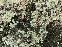 Apis mellifera