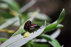 Chrysomela aeneicollis