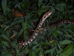Python molurus