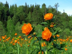 Trollius asiaticus