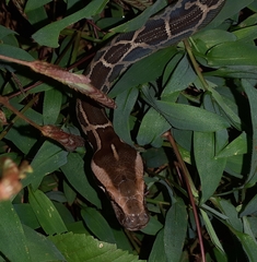 Python molurus