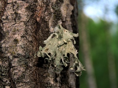Ramalina sinensis