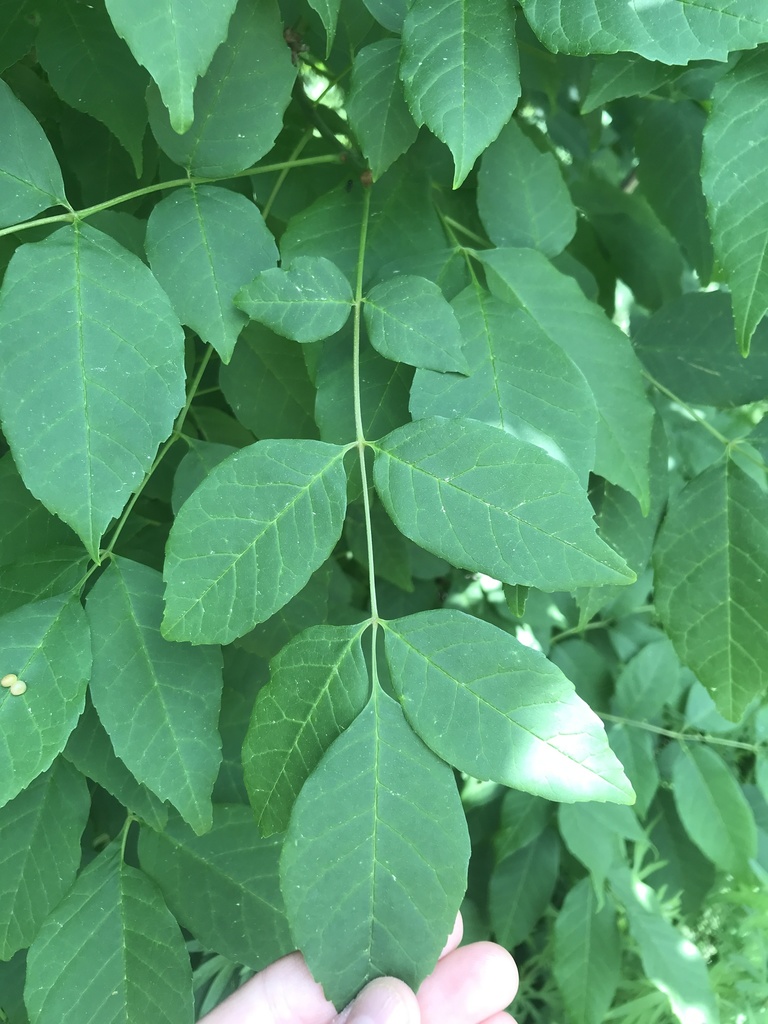 ashes from Assumption University, Worcester, MA, US on June 09, 2021 at 1226 PM by Karolina