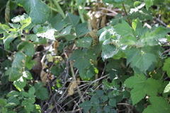 Podosphaera macularis