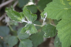 Podosphaera macularis