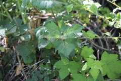 Podosphaera macularis