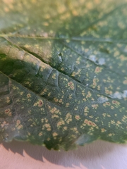 Puccinia malvacearum