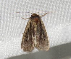 Ochropleura