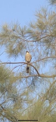 Garrulus glandarius atricapillus