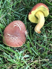 Hortiboletus rubellus