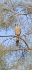 Garrulus glandarius atricapillus