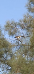 Garrulus glandarius atricapillus