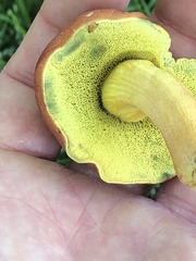 Hortiboletus rubellus