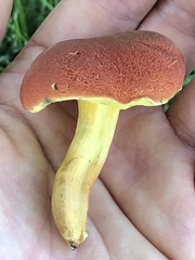 Hortiboletus rubellus