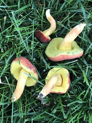 Hortiboletus rubellus