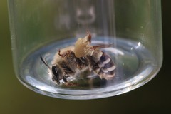 Eucera