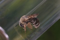 Eucera