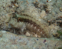 Parablennius marmoreus