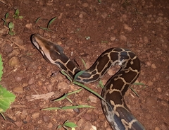 Python molurus