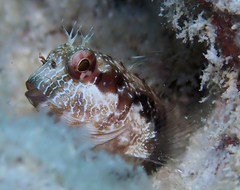 Parablennius marmoreus