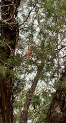 Cardinalis