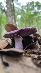 Asproinocybe