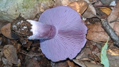 Asproinocybe