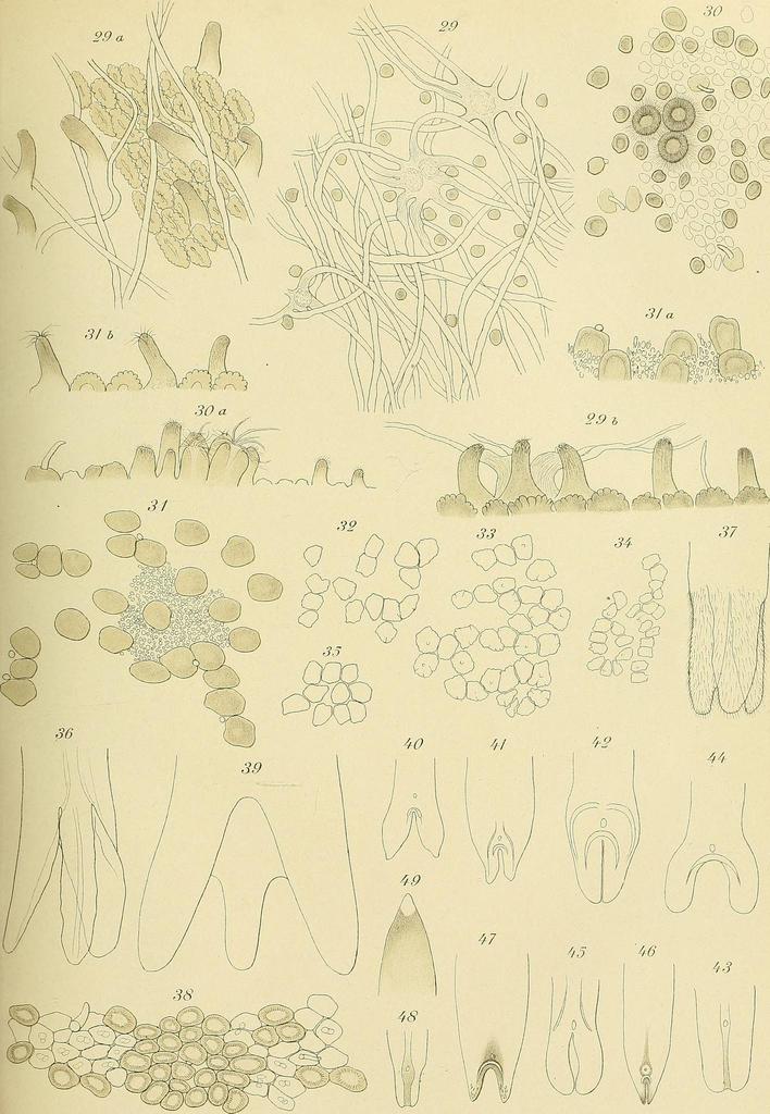 Chordodidae
