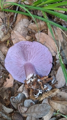 Asproinocybe