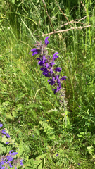Salvia pratensis