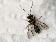 Taeniogonalos gestroi