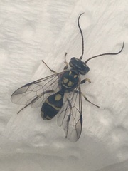 Taeniogonalos gestroi