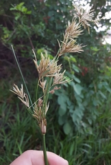 Cyperus articulatus