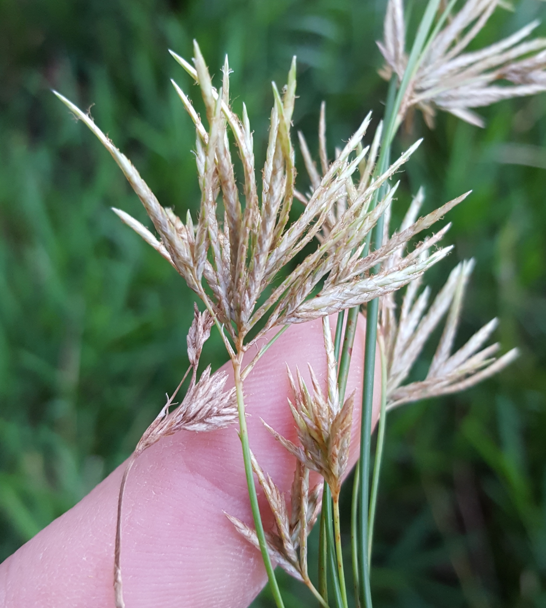(c) François Rousseu, certains droits réservés (CC BY-NC) https://www.inaturalist.org/observations/82309282