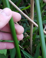 Cyperus articulatus