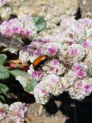 Calyptridium monospermum