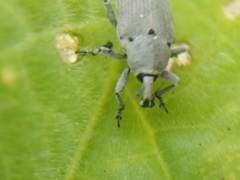 Trichobaris compacta