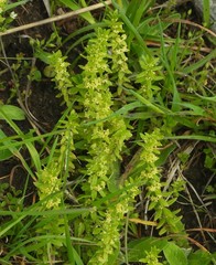 Cruciata glabra