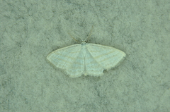 Scopula quadrilineata
