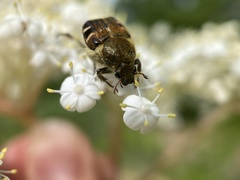 Trichiotinus affinis