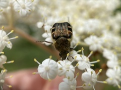 Trichiotinus affinis