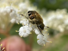 Trichiotinus affinis