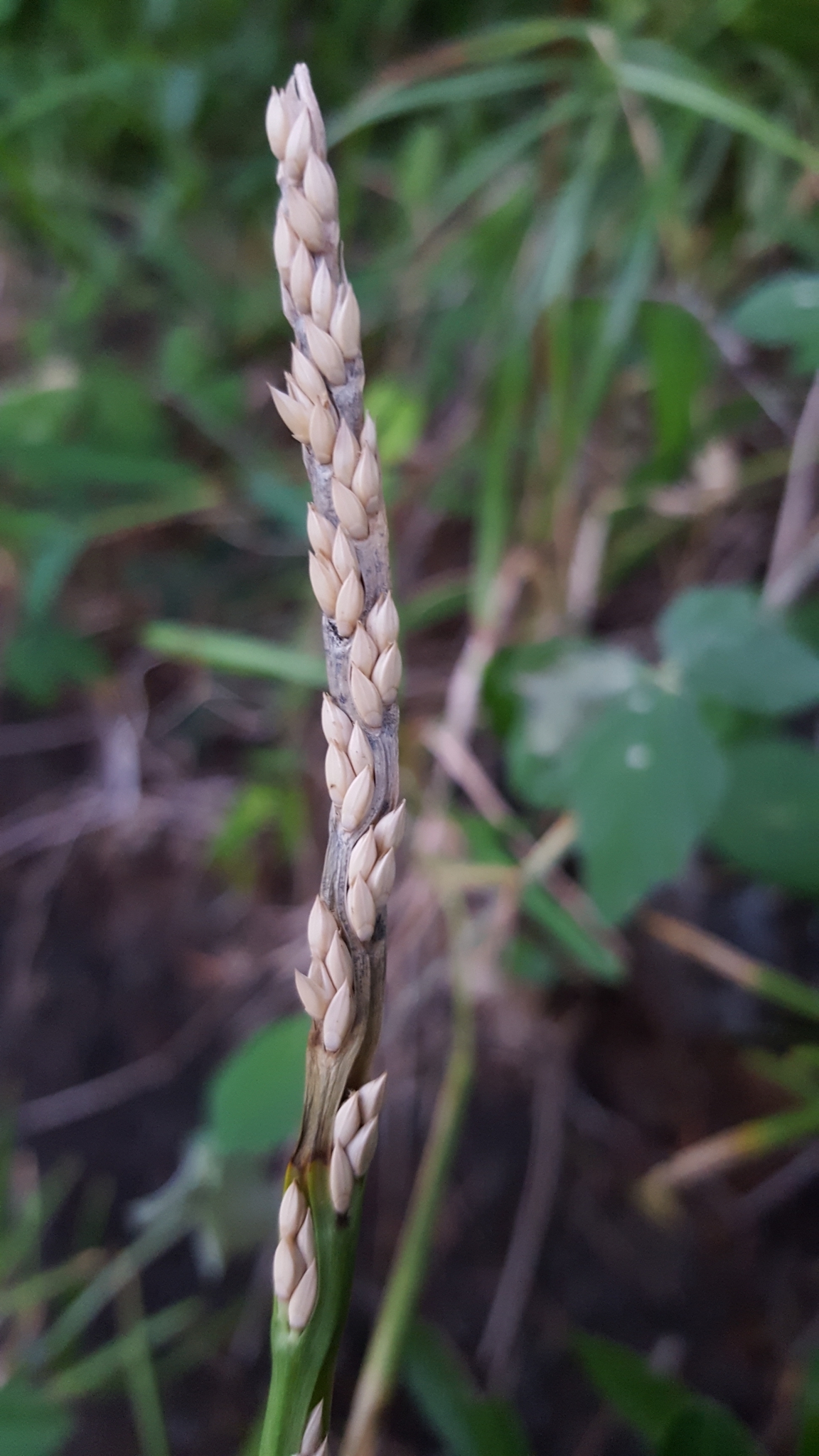 (c) François Rousseu, certains droits réservés (CC BY-NC) https://www.inaturalist.org/observations/82309982