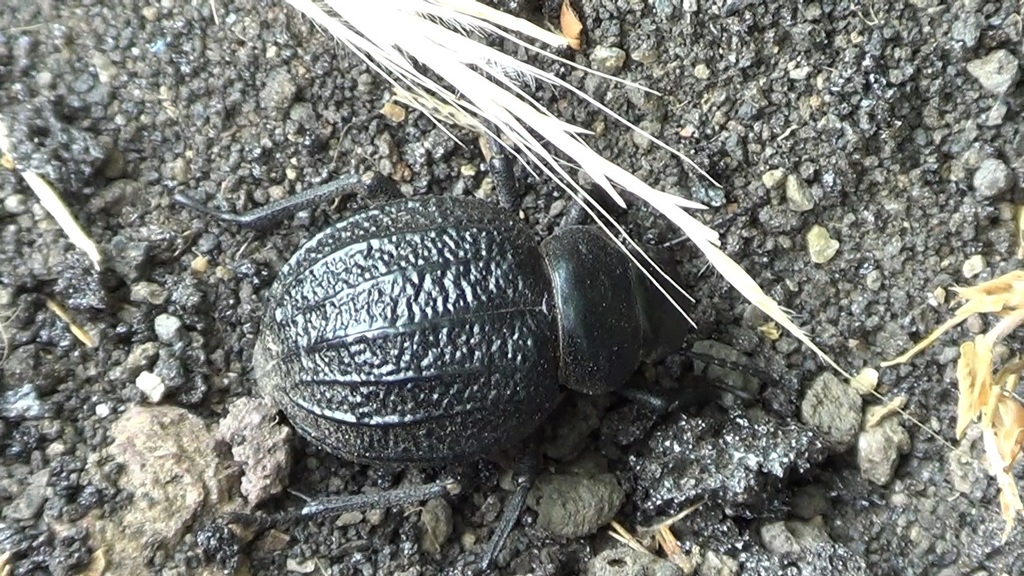 Pimelia rugulosa